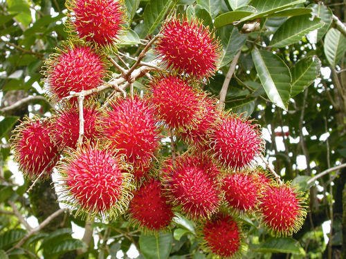cassowary-coast-rambutan-on-tree-500×500-1.jpg